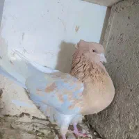 کبوتر|پرنده|بروجرد, |دیوار