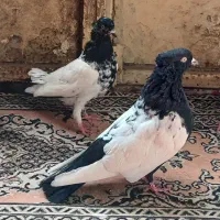 دوجفت کفتر جفتگاه پرشی بسیار درشت قلمدار|پرنده|قوچان, |دیوار