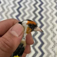 سهره تازه صاف|پرنده|شیراز, نصر|دیوار