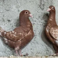 کبوتر میلومنز اصل|پرنده|فراشبند, |دیوار