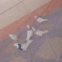 کبوتر طوقی|پرنده|بهبهان, |دیوار