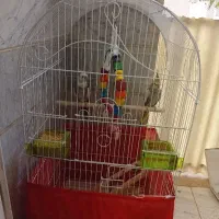 هروس هلندی