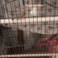 فنچ یک جفت ۱۰۰تومان|پرنده|خمینیشهر, |دیوار