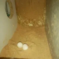 یک جفت عروس هلندی چشم شرابی تاج پرنسی|پرنده|مشهد, رباط طرق|دیوار