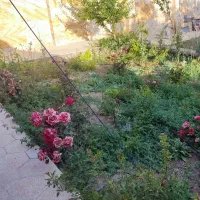 زمین-750-متری-جنوبی-فروش-یا-معاوضه