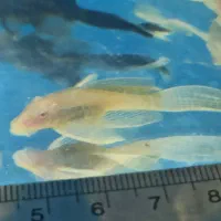 پوزه بوته ای سوپر باله