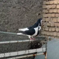 کبوتر خوش رنگ