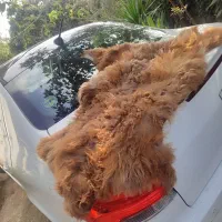 پوست گوسفند تریینی و با کیفیت