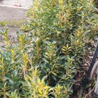 شمشاد|گل و گیاه طبیعی|شیرود, |دیوار