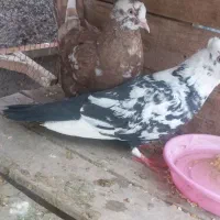 دمبی نر و ماده