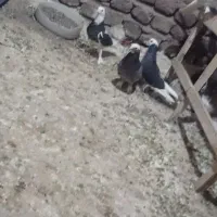 چهار عدد کبوتر