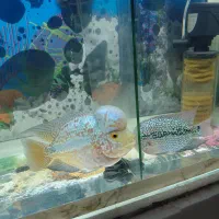 ماهی فلاور|ماهی|تهران, دهقان|دیوار