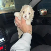 توله سگ های عروسکی خوشکل|سگ|شیراز, جوادیه|دیوار