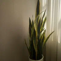 گل سانسوریا