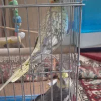 یک جفت عروس هلندی