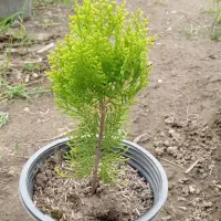 کامیس نوکدار