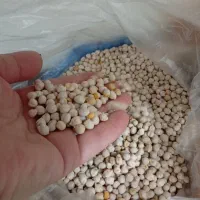 حبوبات