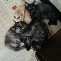 گربه پرشین|گربه|شیراز, درکی|دیوار