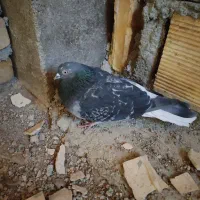 فروشی گبوتر