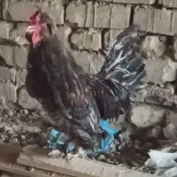 با سلام ی عدد خروس سلطان و مرغ خروس