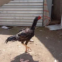 لاری اوشامو مرغ خروس