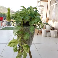 گلخانه ای بهشت گل پتوس مرمر و ارتشی|گل و گیاه طبیعی|سنندج, |دیوار
