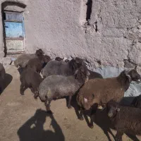 فروش بره پرواری