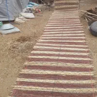 چیت