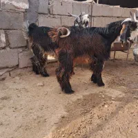 بز دو بیگ نر|حیوانات مزرعه|گتوند, |دیوار