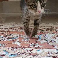 بچه گربه
