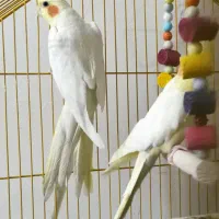 عروس هلندی نر