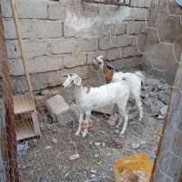 دوتا کهرماده بفروش میرسد