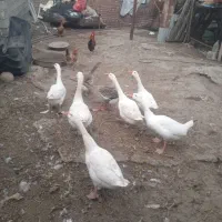 غاز های خانگی اصل