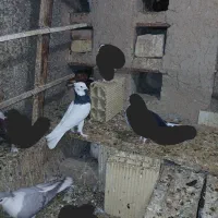 طوقی کلهای سرور دمسفید ساده