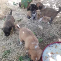 توله ژرمن شپرد ، واکسینه و سالم