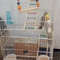 پرنده عروس هلندی