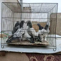 جوجه تیدی پاکستانی|پرنده|قم, ولیعصر|دیوار