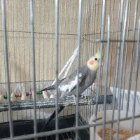 عروس هلندی جفت