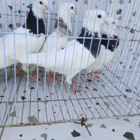 کبوتر طوقی ماده