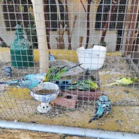 مرغ عشق ۱۰ عدد یکجا