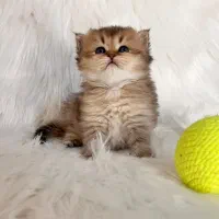 میوهاپ/ شهر گربههای اشرافی|گربه|رشت, گلسار|دیوار