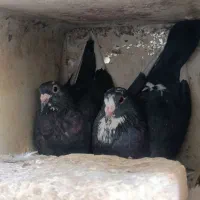 جفتی خوشگل|پرنده|رفسنجان, |دیوار