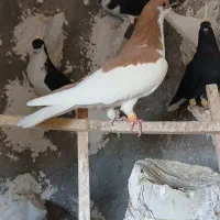 دوتا گبوتر پرشی فیلم پرش موجود|پرنده|الوند, |دیوار