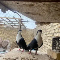 کبوتر رنگی کفتر زاجر