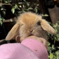 خرگوش لوپ ترکیش اصیل/بانی پت