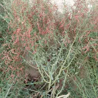 خارشتر دست چین خالص فروشی