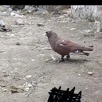 کبوتر سرخ معاوضه