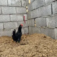 نیمچه مرغ و خروس