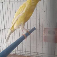 فروش قناری|پرنده|فولادشهر, مسکن مهر فولادشهر|دیوار