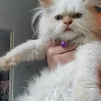 گربه های زیبا غیر، رایگان.|گربه|رشت, کوی فکوری|دیوار